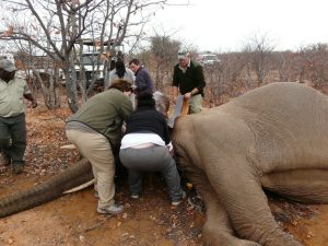Re-collaring of a Female Elephant